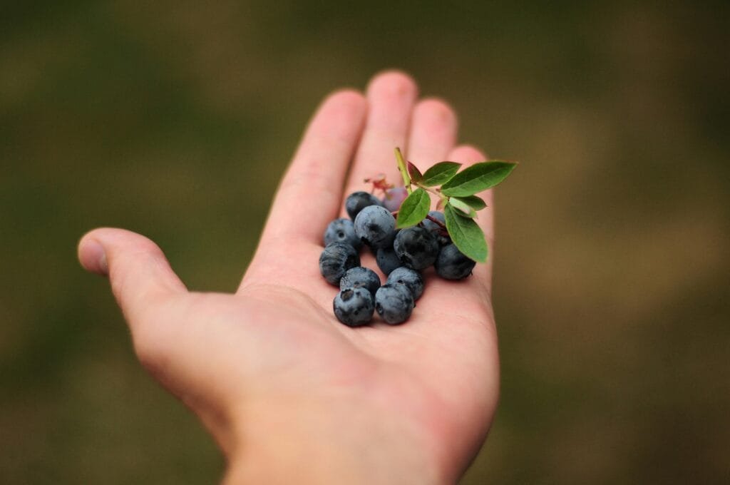 Blueberries full of immune-boosting antioxidants